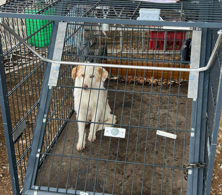 Capture Yala chien errant chien perdu