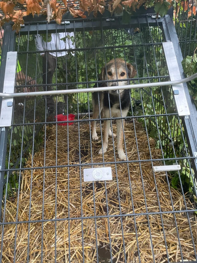 Capture Yala chien perdu