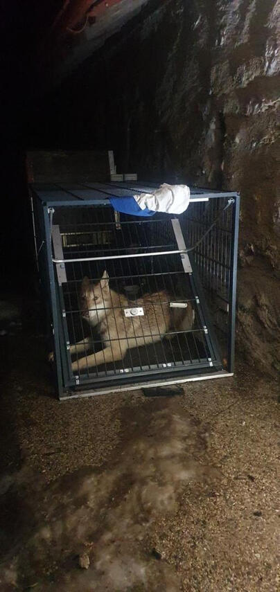 Capture Yala chien perdu