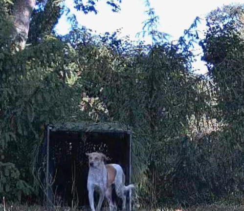 Capture Yala chien perdu