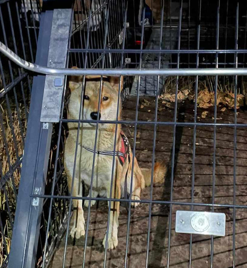 capture yala recupere chien chien perdu