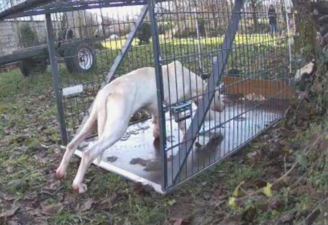 Capture yala chien capture chien perdu