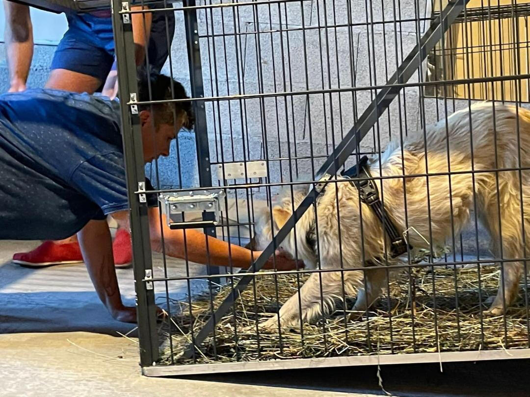 Capture Yala chien perdu