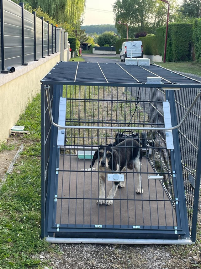 Capture Yala chien perdu