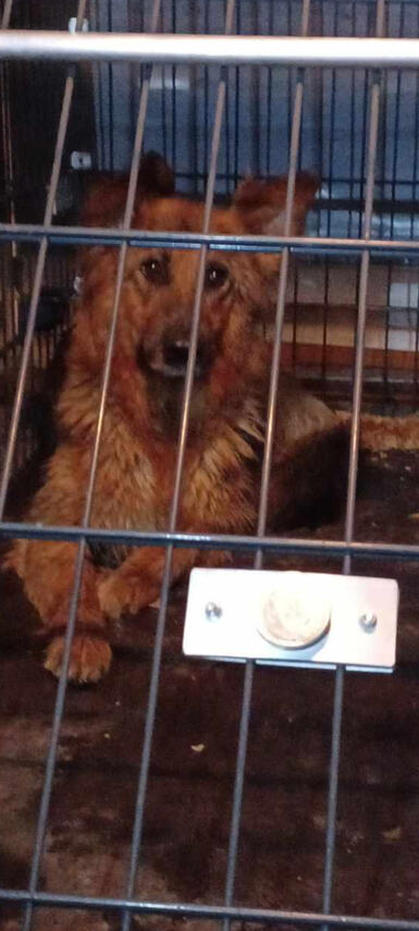 capture yala chien perdu