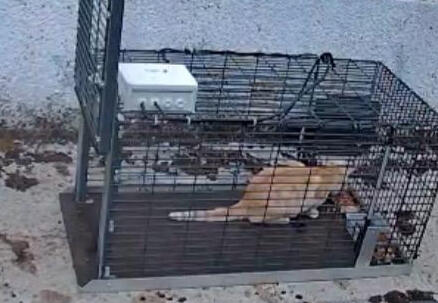 Capture yala podenca